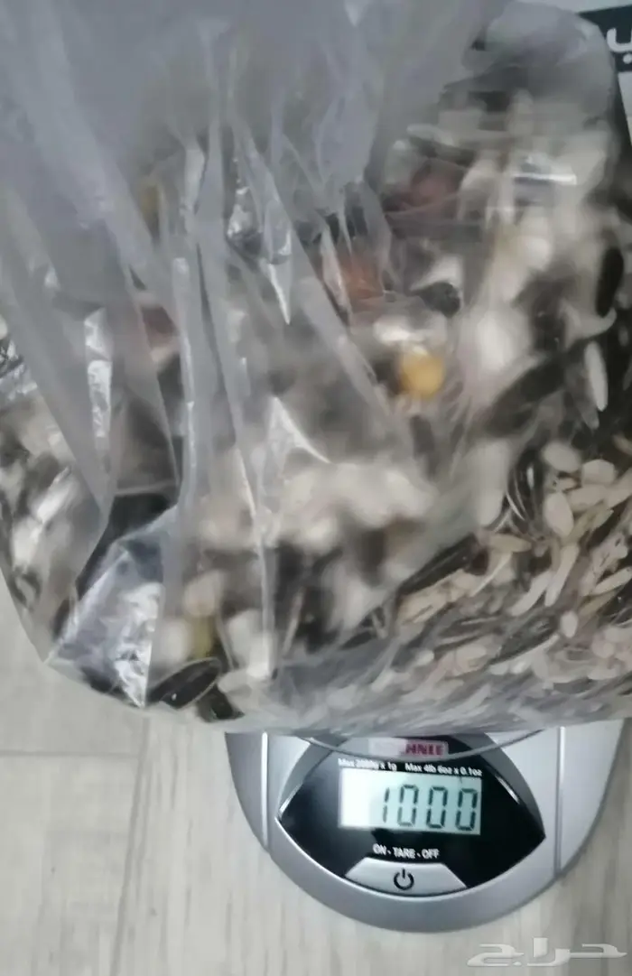 أكل طيور كبيره الحجم 3