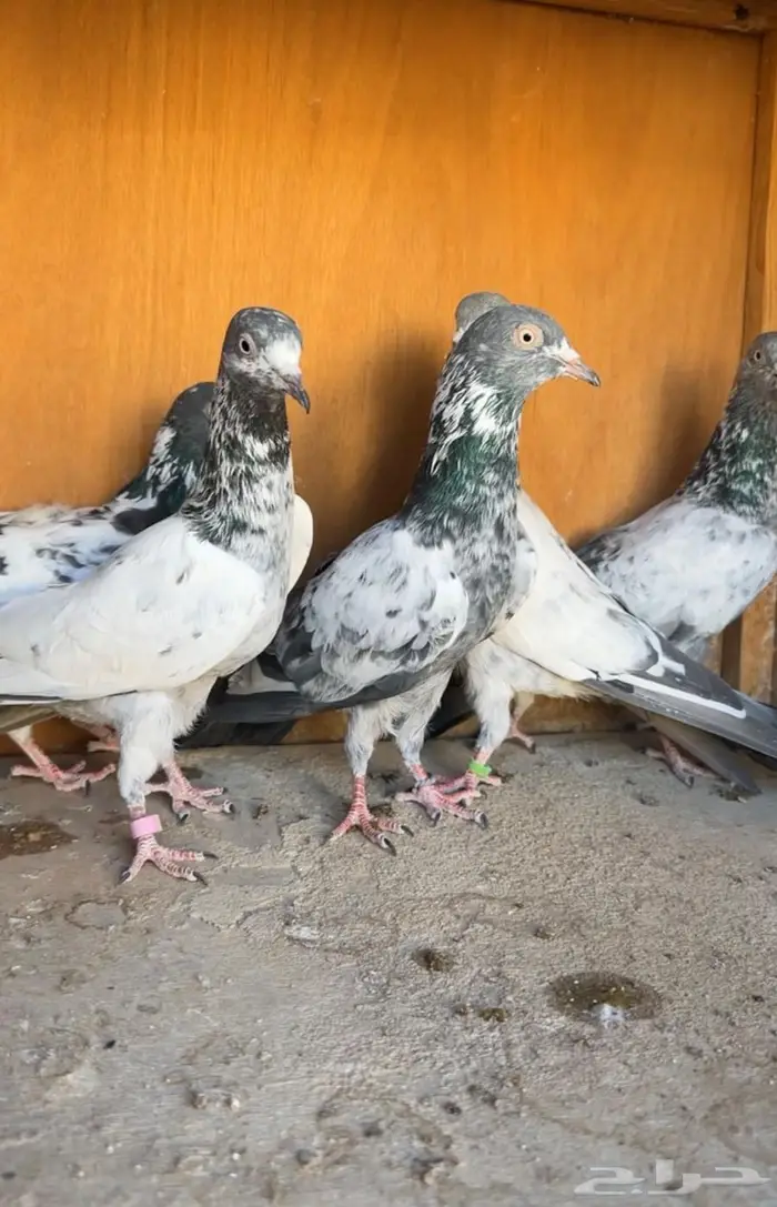 للبيع سهران بوري بيور شررط 1