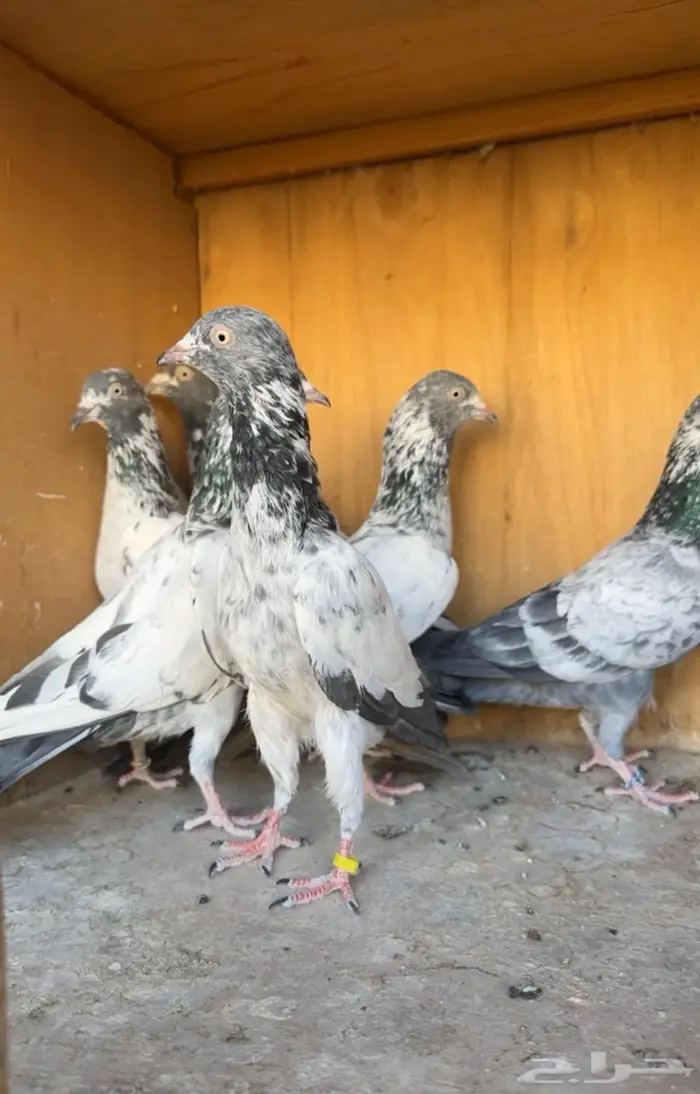 للبيع سهران بوري بيور شررط 0