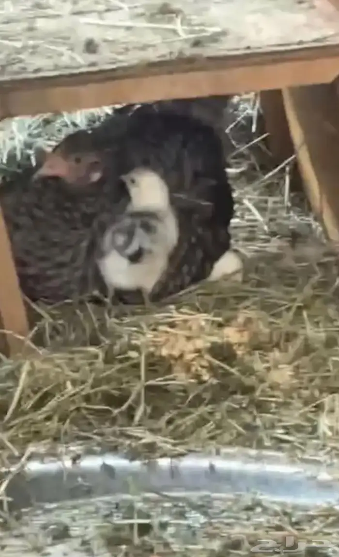 مطلوب دجاجه راقده علا البيض 1