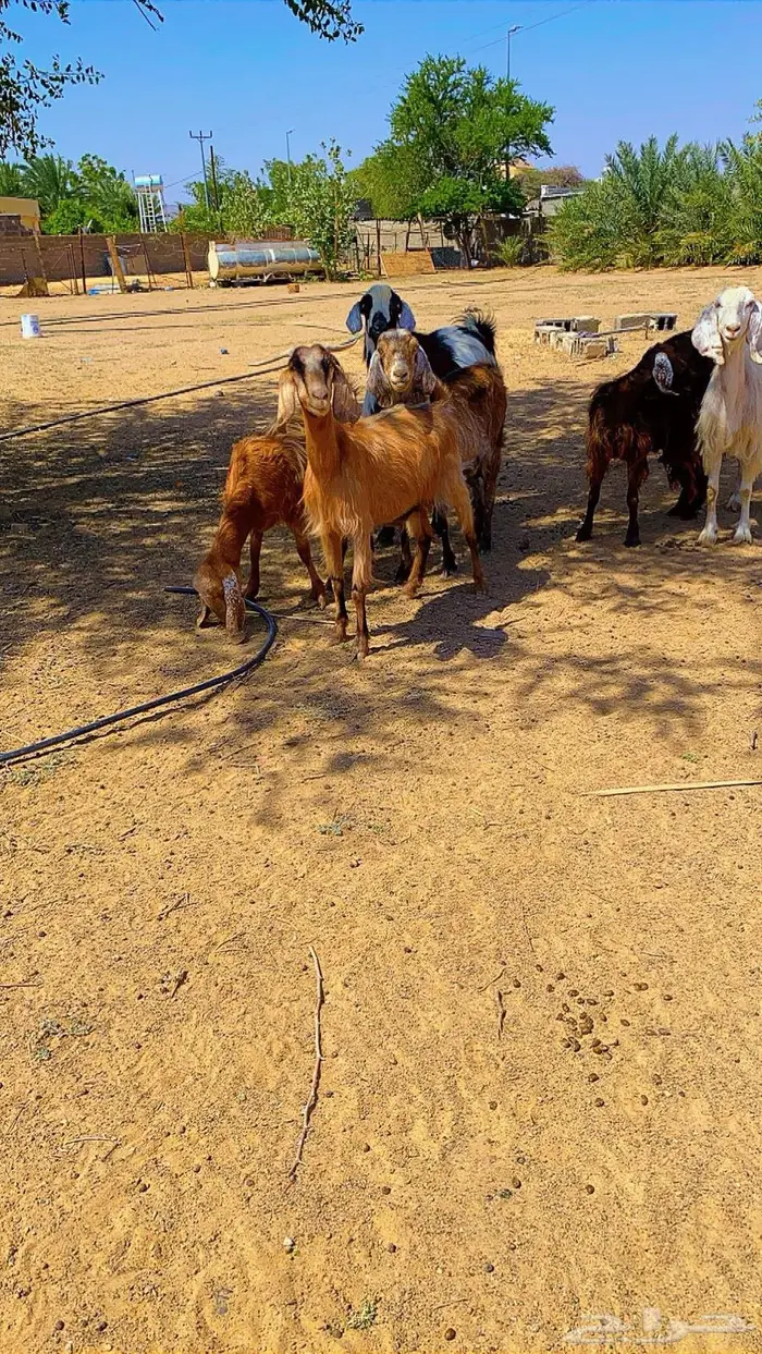 معزاء دفيع 0