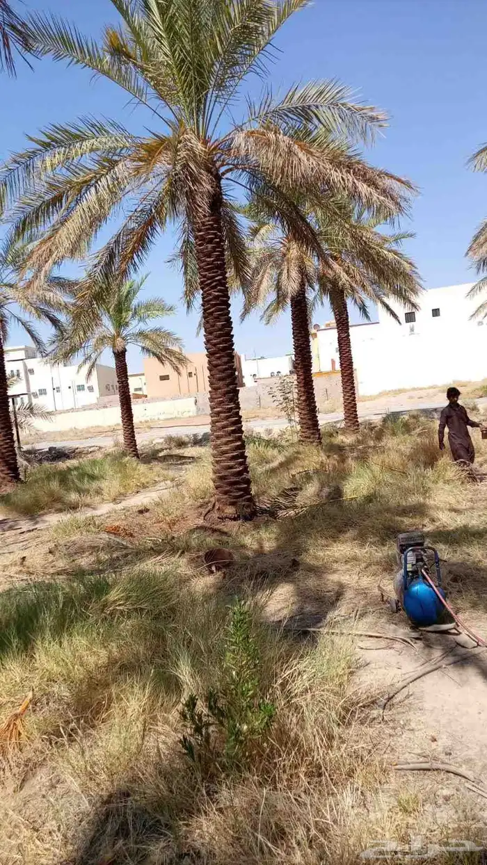 نخيل_مثمر_بجميع_انواعه_ومقاسته_المختلفه 4