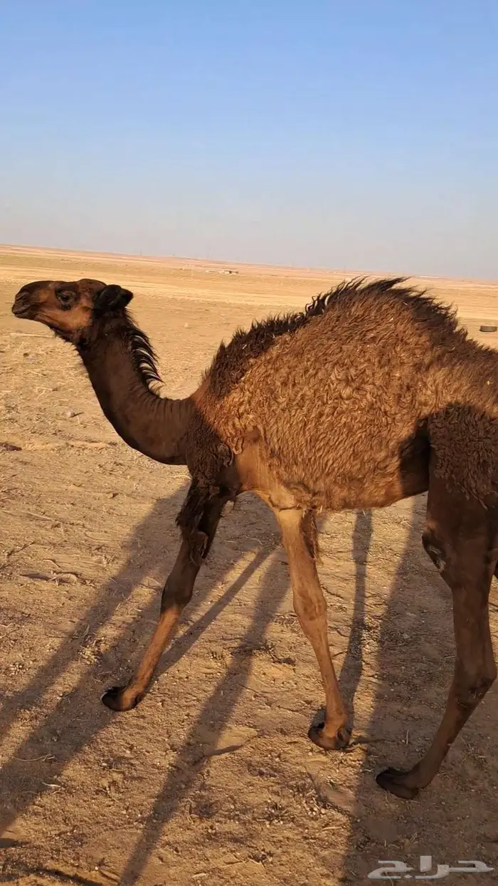 بكره دبيانيه تحت امهاء 0