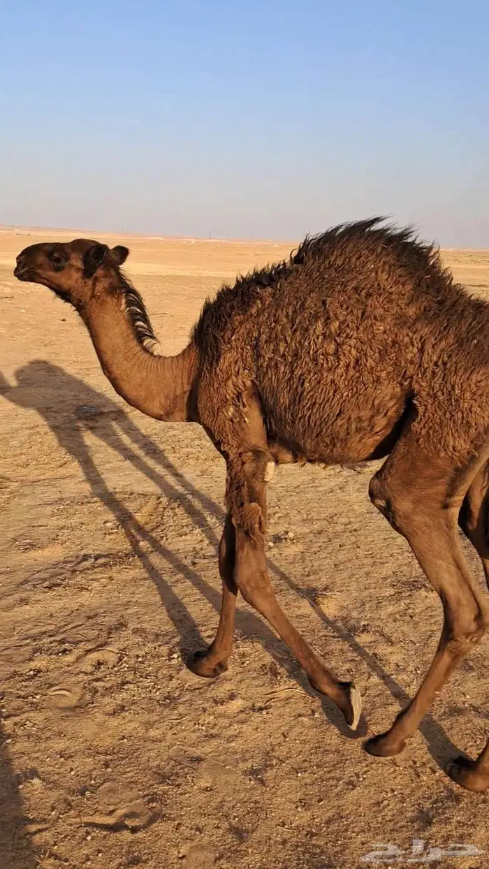 بكره دبيانيه تحت امهاء 1