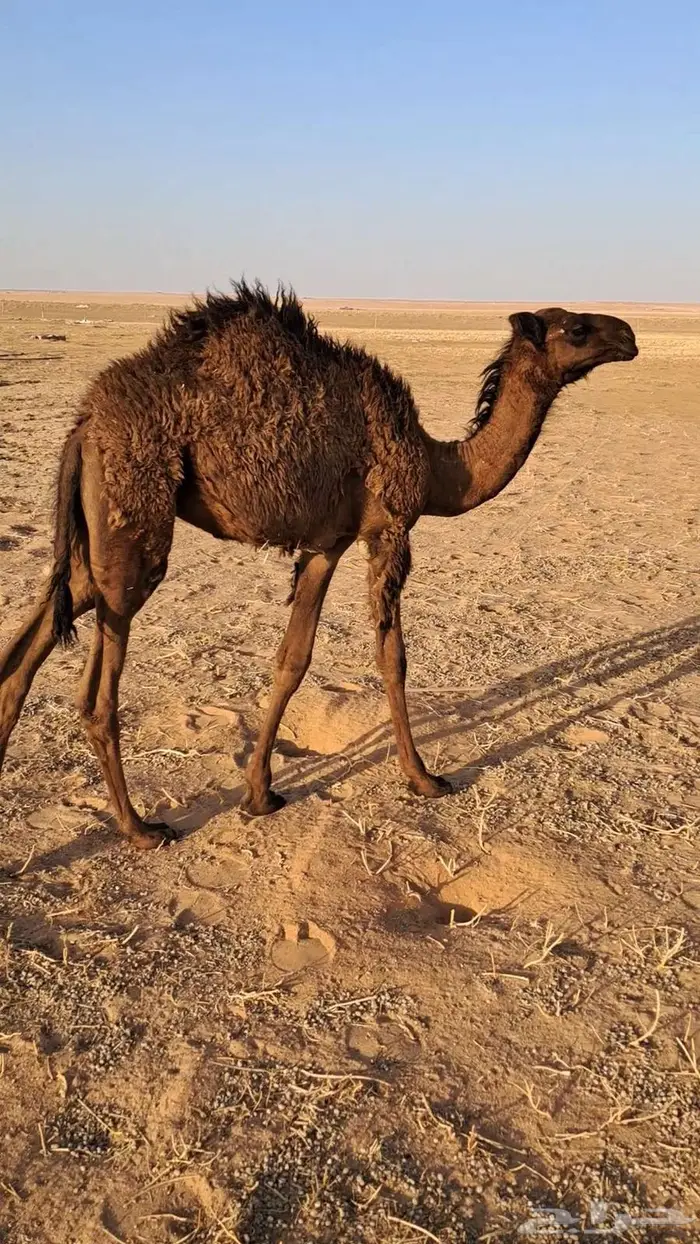 بكره دبيانيه تحت امهاء 2