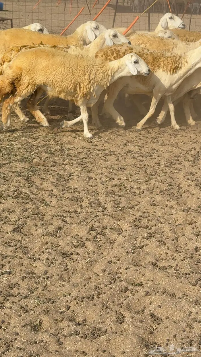 غنم صنف 40 اغلبها رخال 29