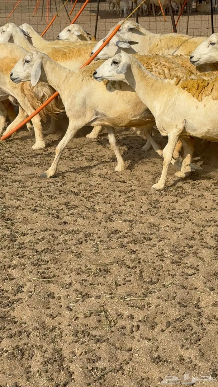 غنم صنف 40 اغلبها رخال 28