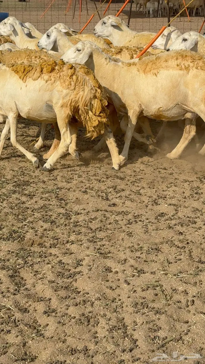 غنم صنف 40 اغلبها رخال 27