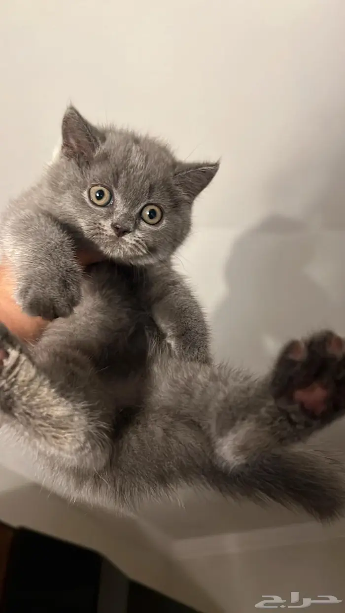 قط سكوتش ستريت 0