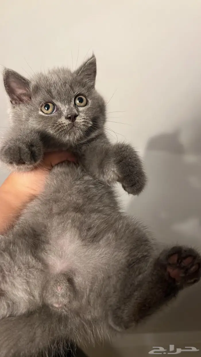 قط سكوتش ستريت 1