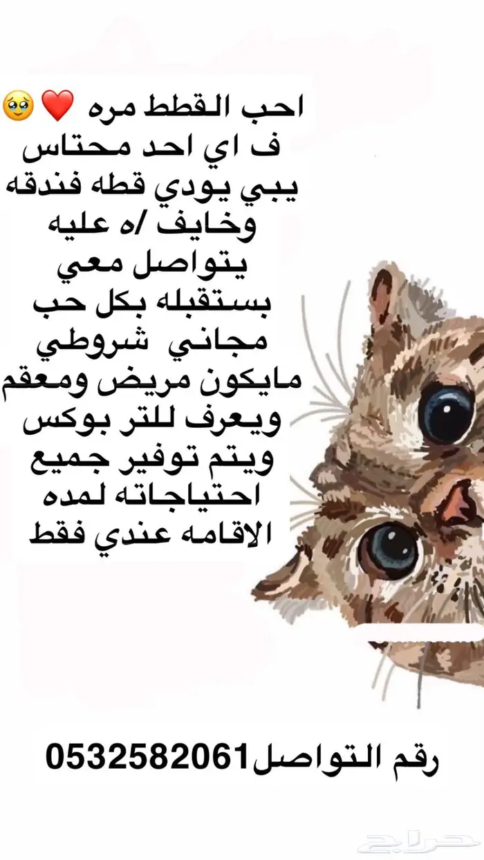 فندقه قطط خميس مشيط 0