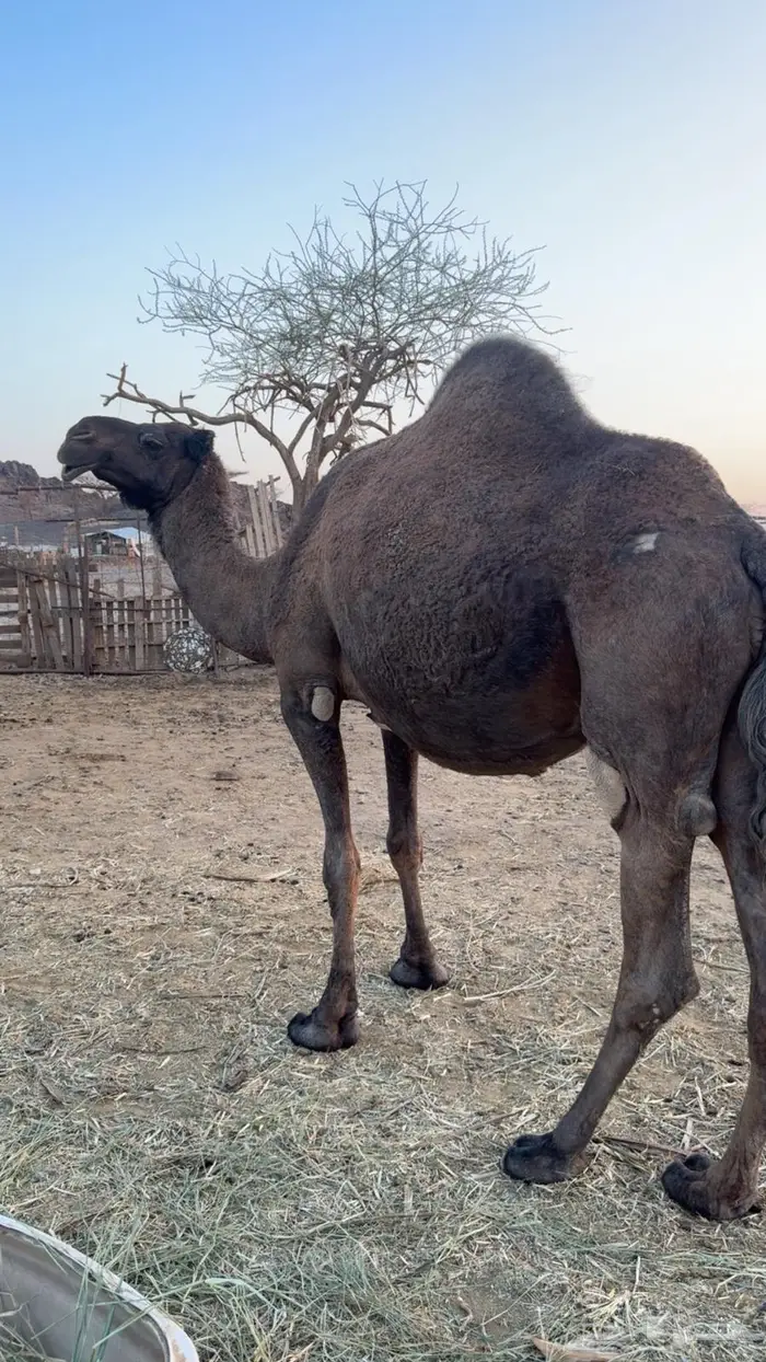 ناقه ملاقي 2