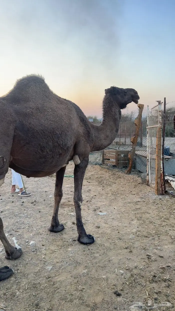 ناقه ملاقي 0