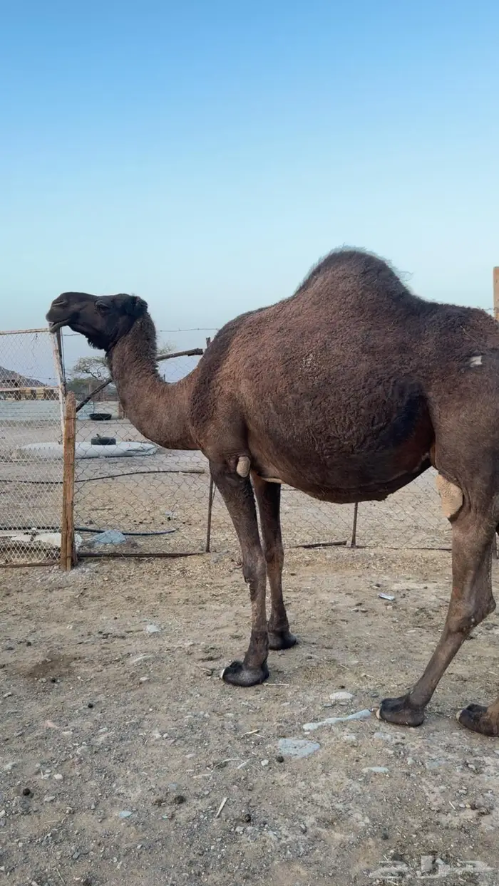 ناقه ملاقي 1