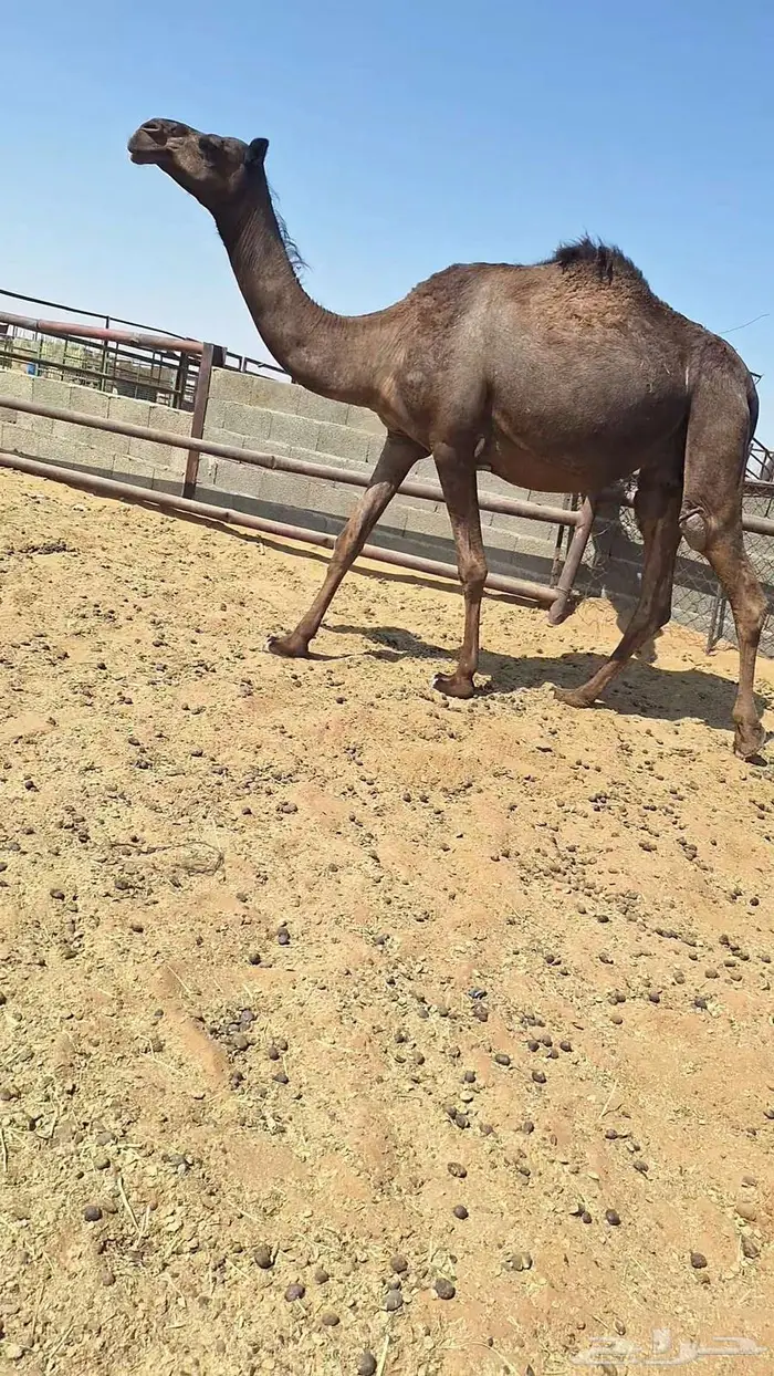 لقحات 0