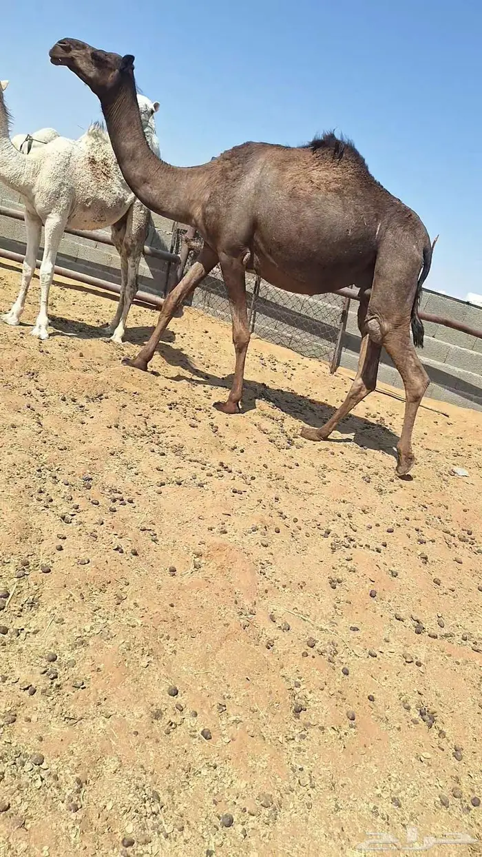 لقحات 2