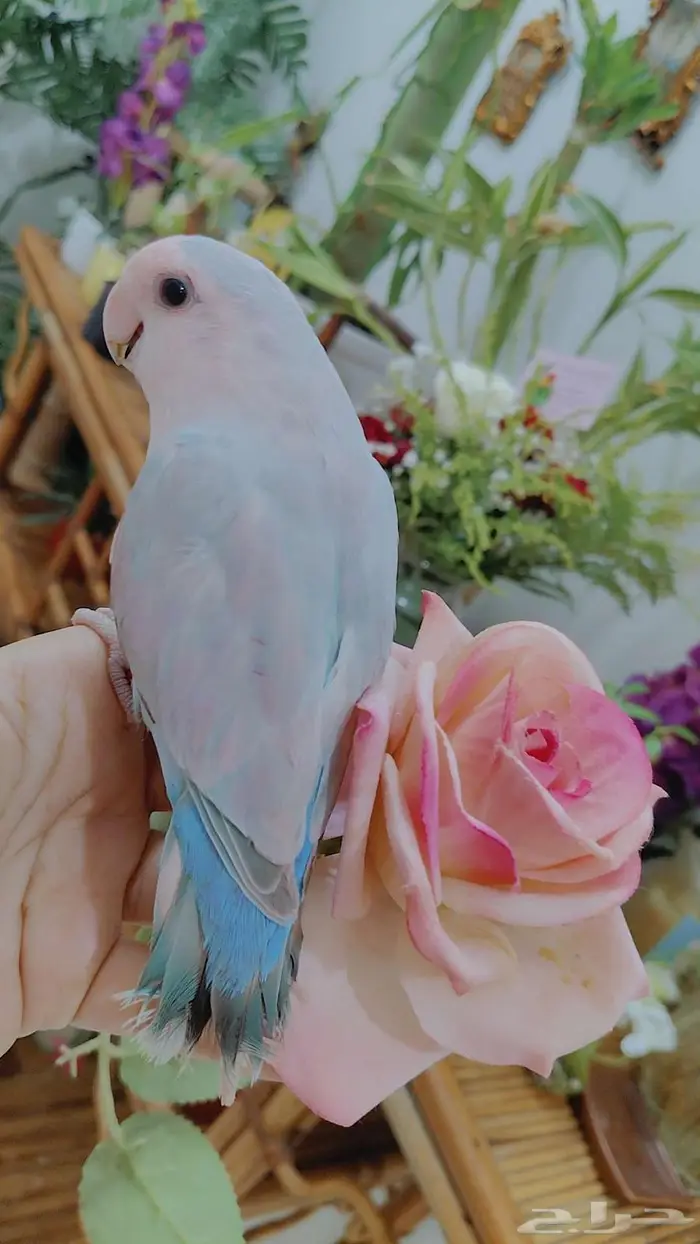 للبيع ببغاء الروز اليف جدأ لعوب مغررد 1