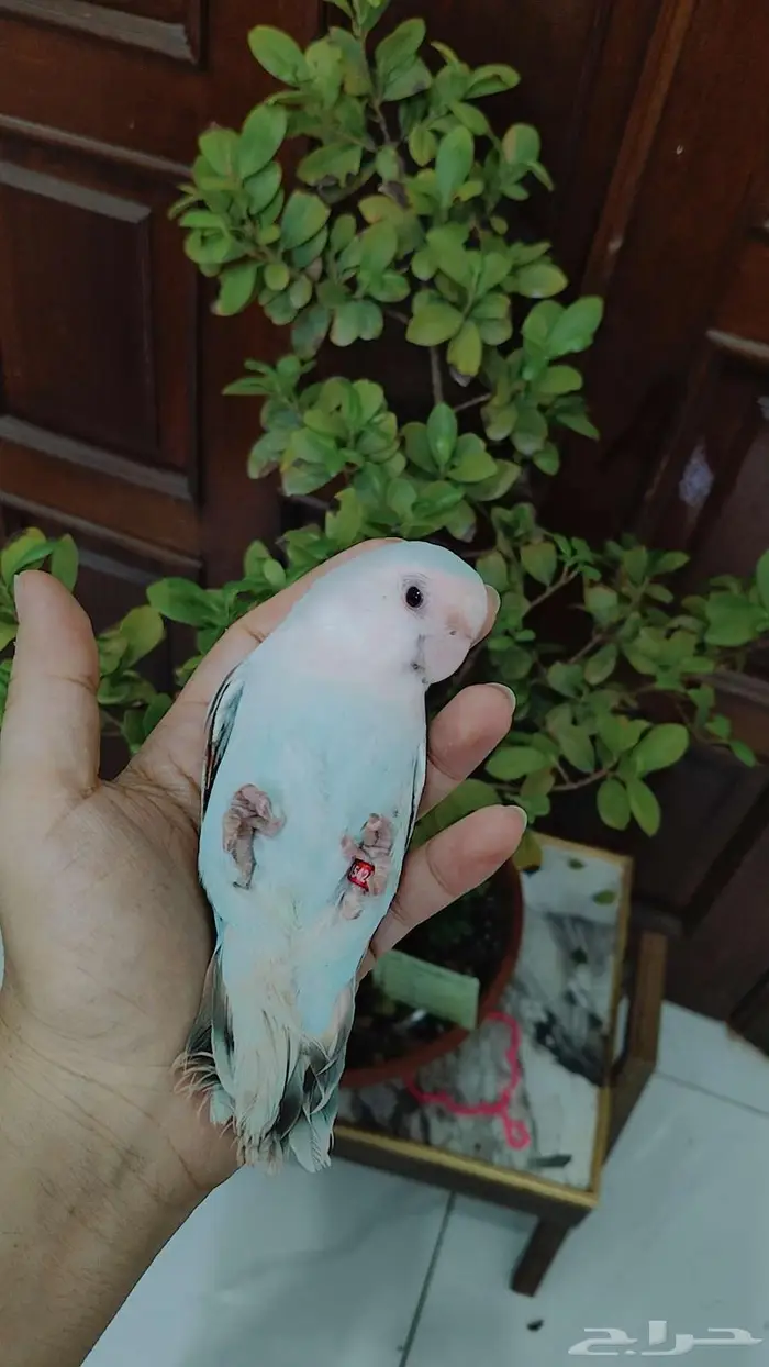 للبيع ببغاء الروز اليف جدأ لعوب مغررد 9