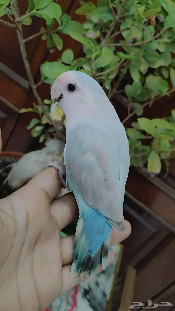 للبيع ببغاء الروز اليف جدأ لعوب مغررد 6