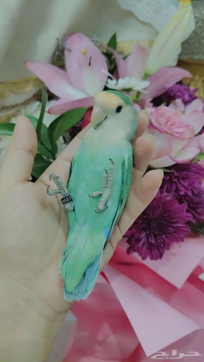 للبيع ببغاء الروز اليف جدأ لعوب مغررد 2