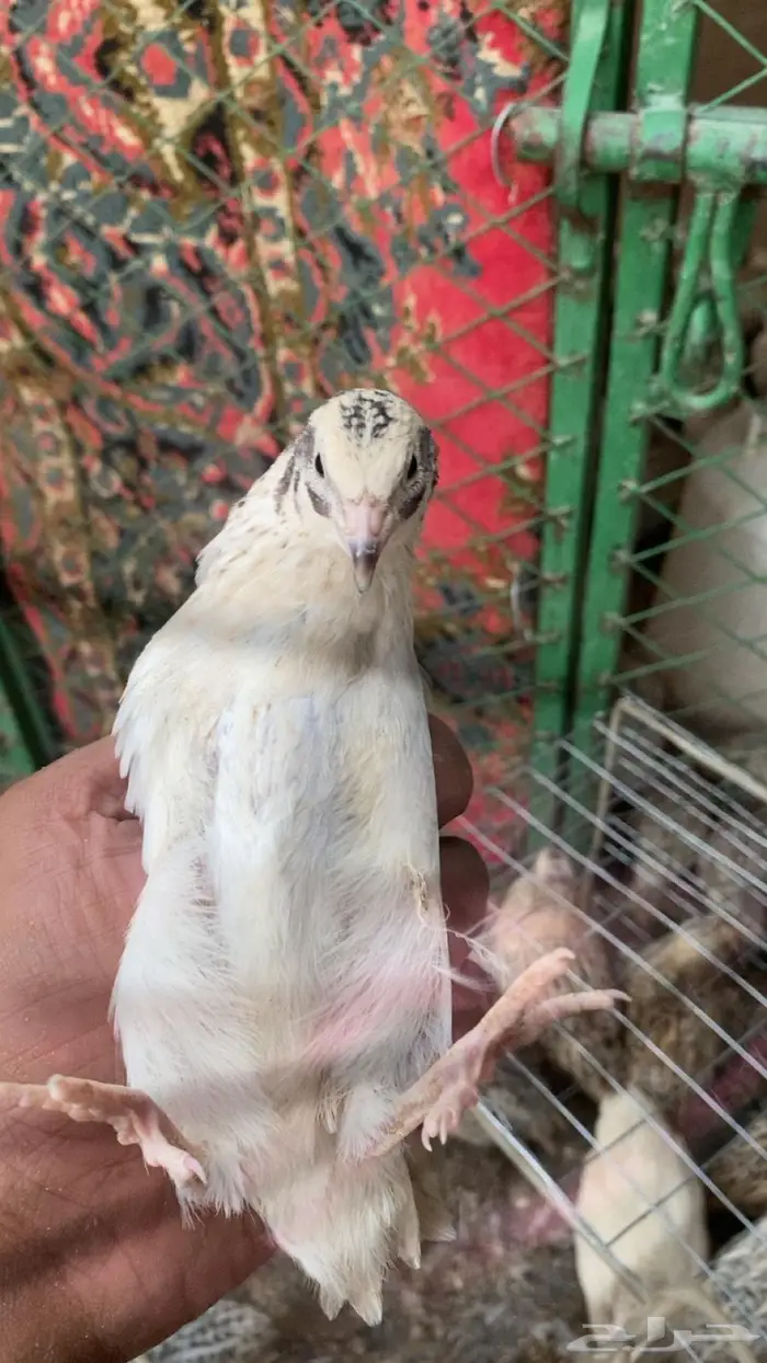 سمان جاهز للاكل 0