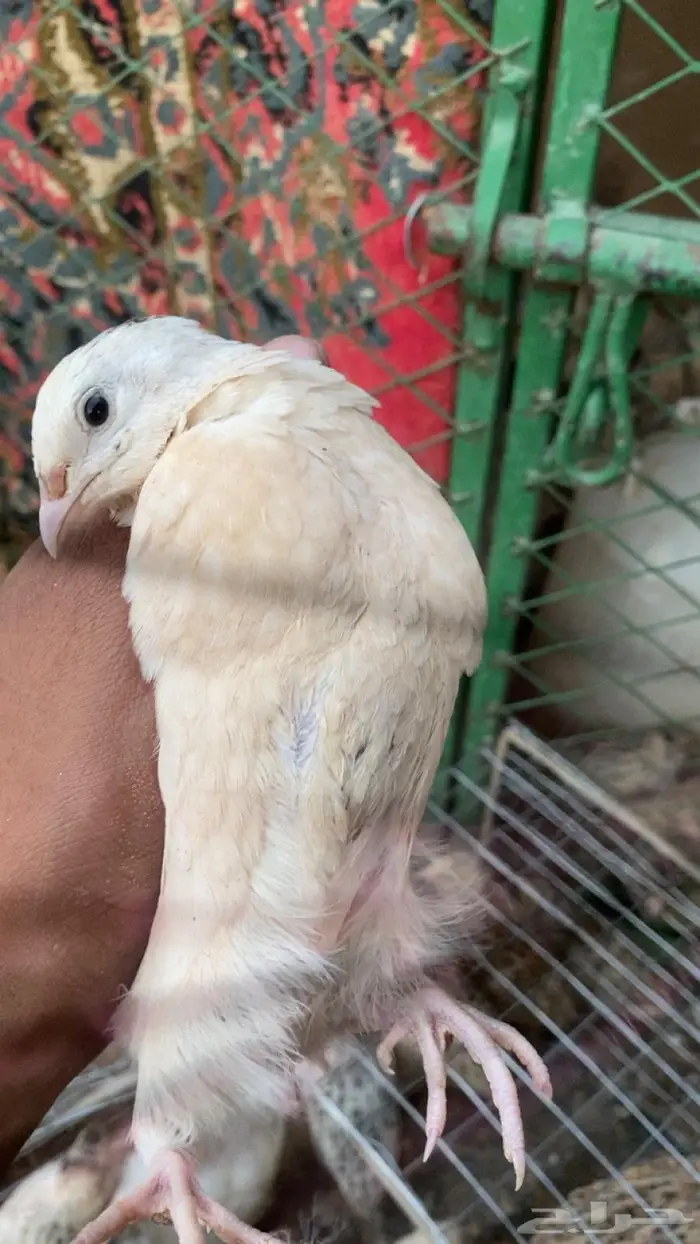 سمان جاهز للاكل 1