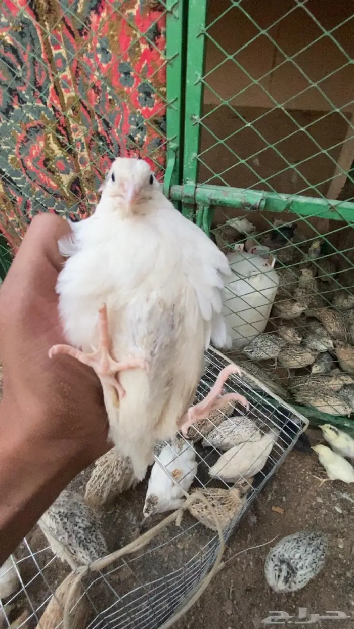 سمان جاهز للاكل 2