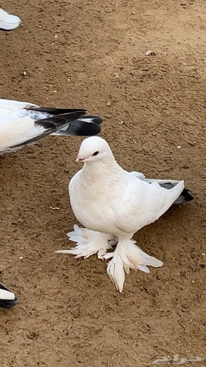 حمام شيرازي 4
