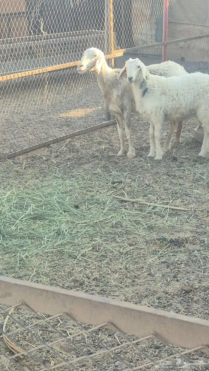 نعجه مع ولدها طلي ذبيحه 7 اشهر 0