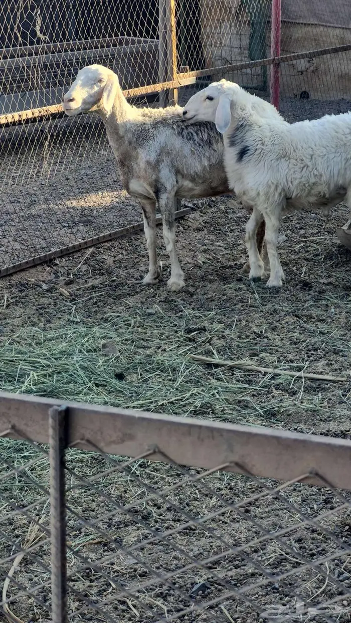 نعجه مع ولدها طلي ذبيحه 7 اشهر 1