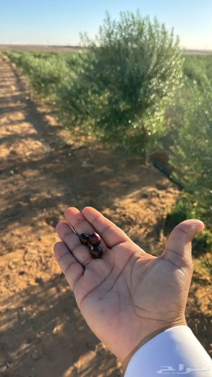 أشجار زيتون كميات مع الخلع والتحميل 2