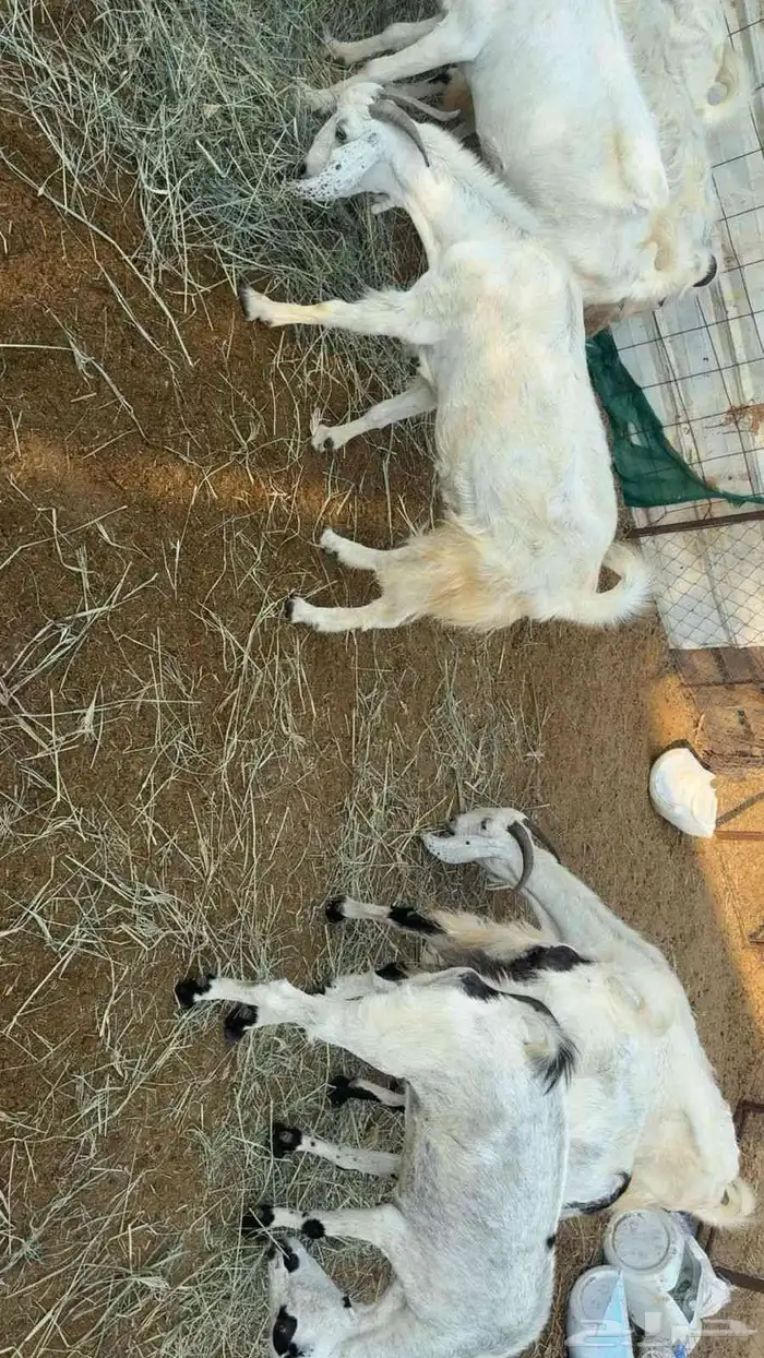 غنم دفيع للبيع الموقع المظيلف 6