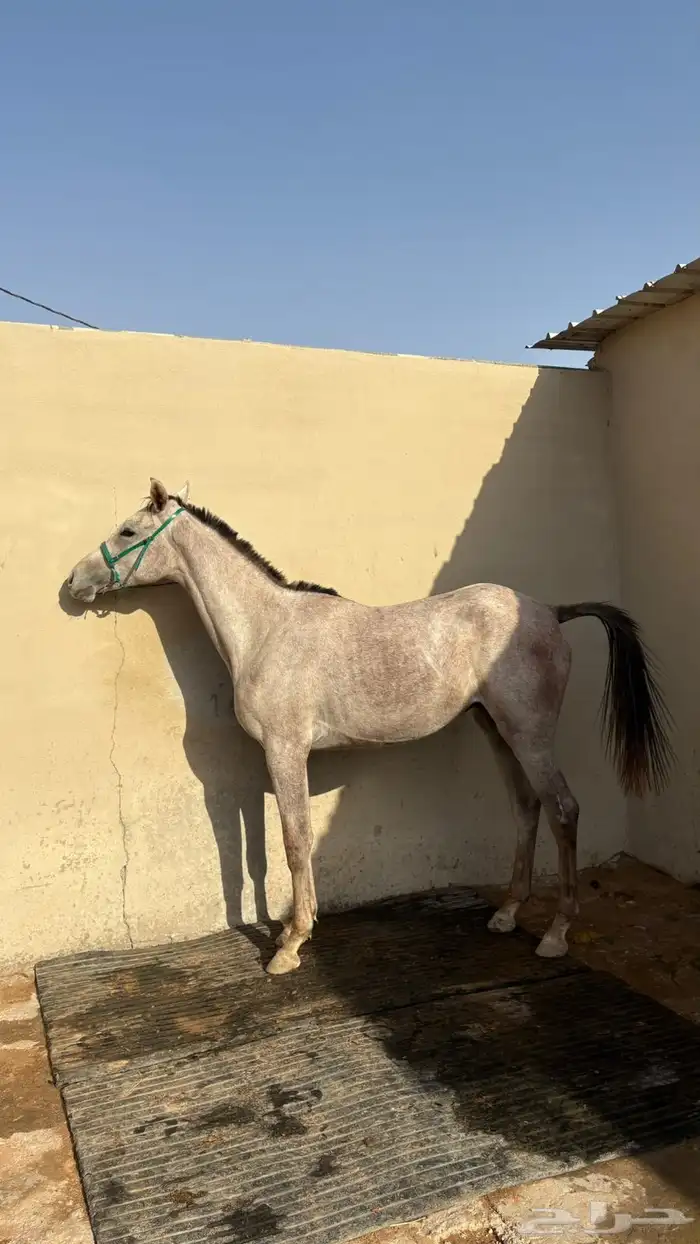مهره عمرها سنتين شعبية 0