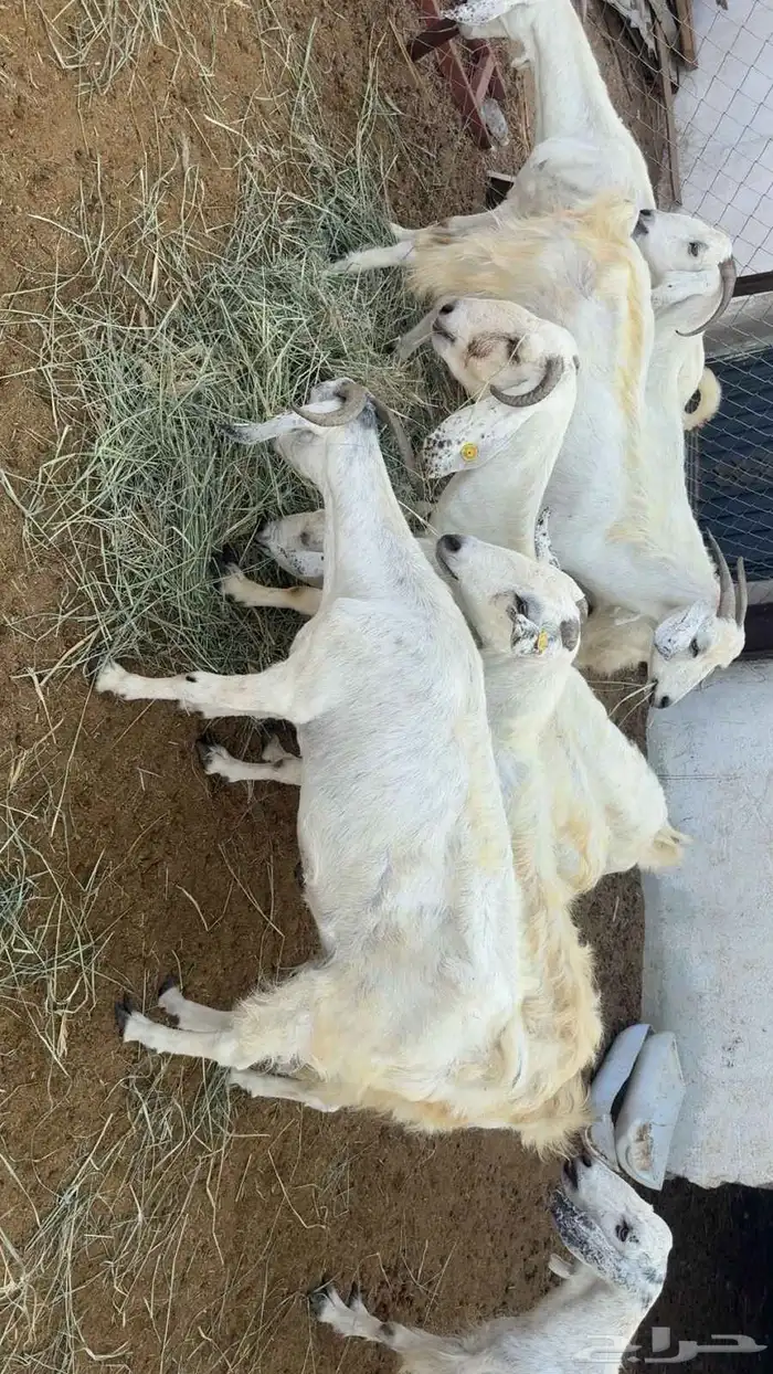 المظيلف عرض مميز 0