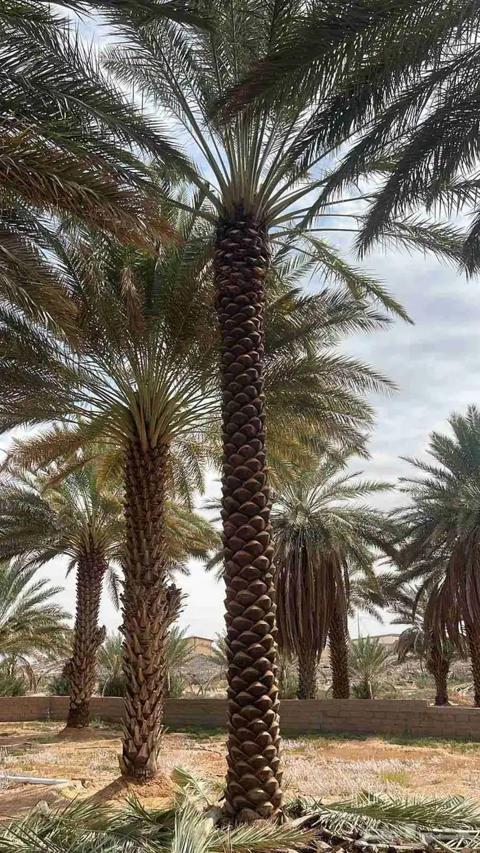 قص الاشاجر وتكريب النخال 5