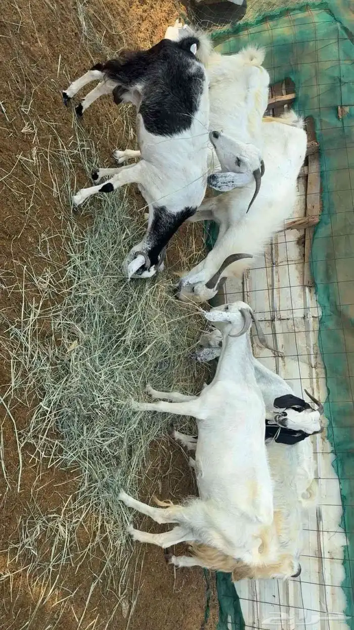 غنم دفيع للبيع الموقع المظيلف 7