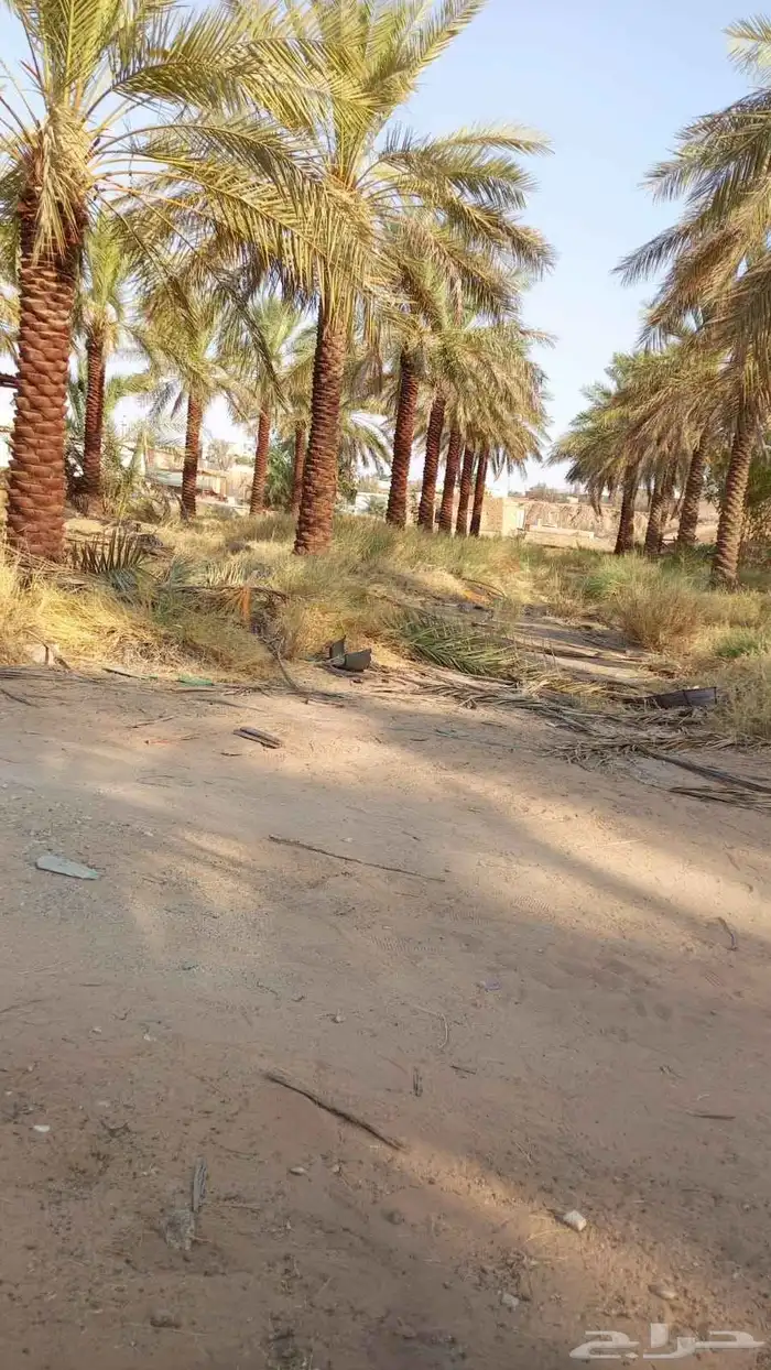 نخيل_مثمر_بجميع_انواعه_ومقاسته_المختلفه 5