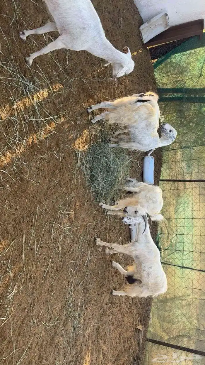 غنم دفيع للبيع الموقع المظيلف 5