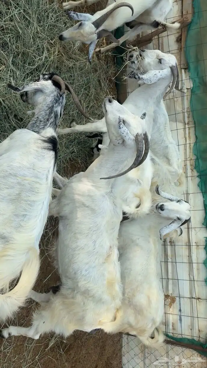 غنم دفيع للبيع الموقع المظيلف 4