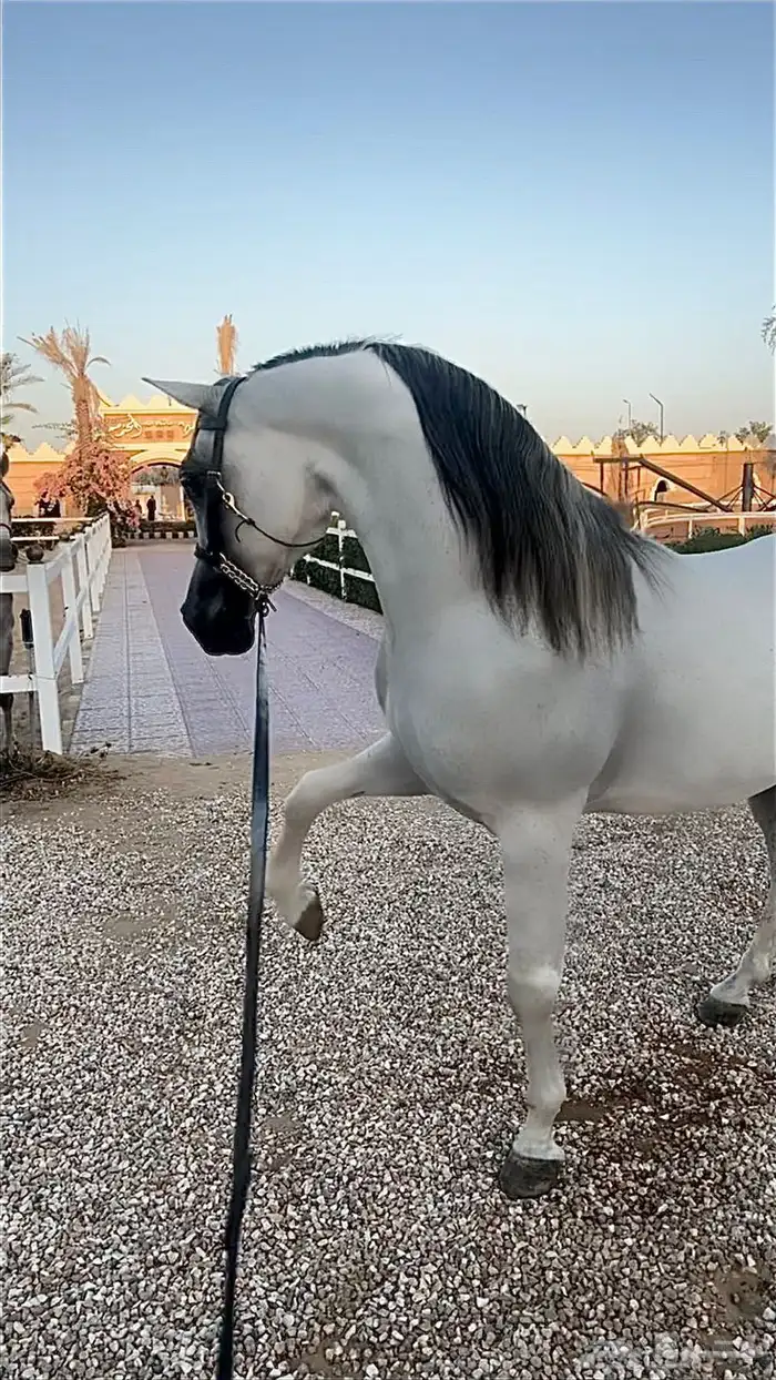 حصان فحل مربط 1