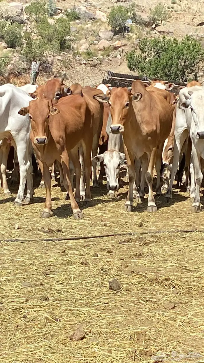 بقر بلدي مقاني للبيع مراح كامل 2