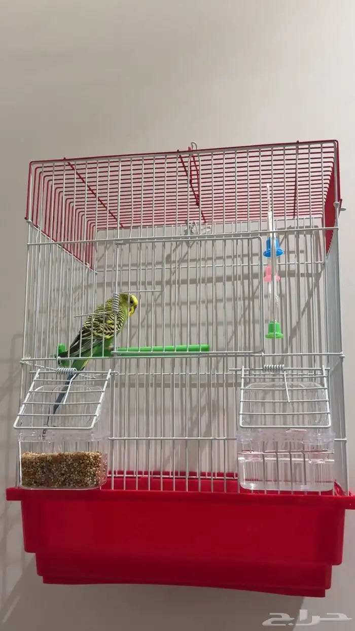 طيور الحب بادجي 2