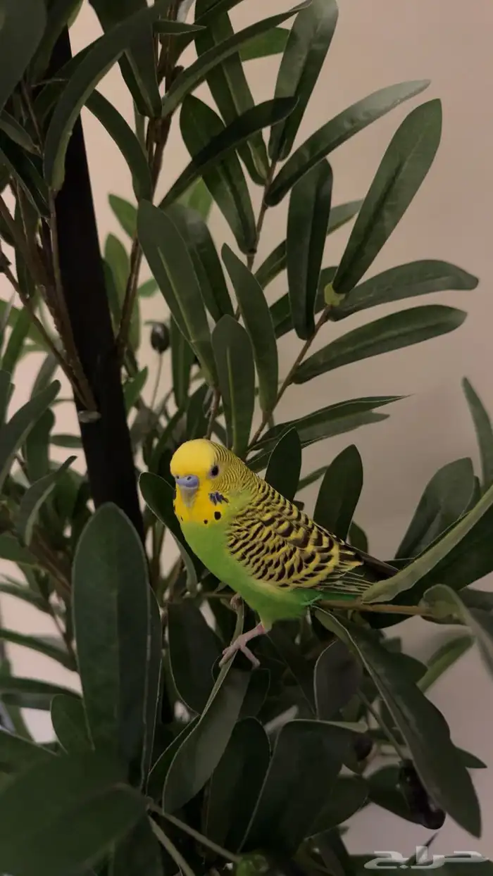 طيور الحب بادجي 1