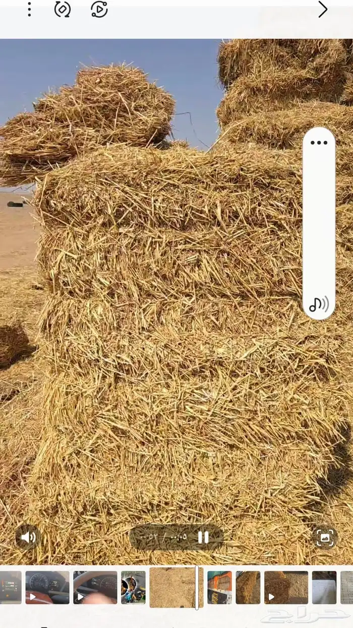 تبن حنطه قمح للبيع 2
