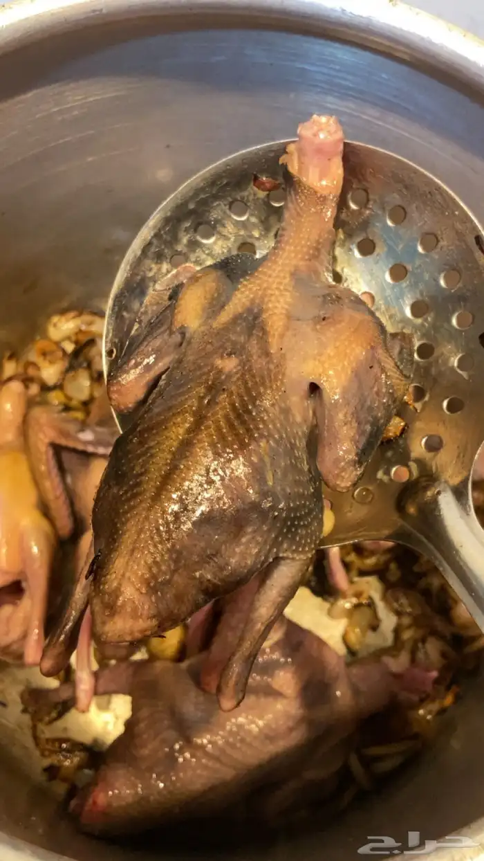 فروخ حمام هندي 0