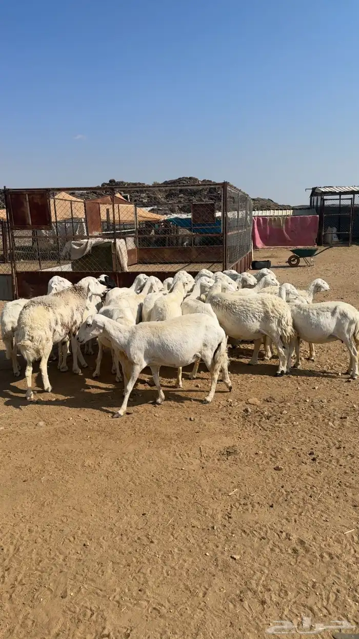 ضان دفيع كفو كفو . 0