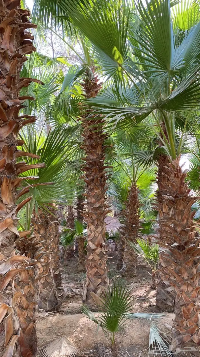 موسسه مقاول نخيل غرس   وتركيب جميع انوع شبوك ودعايات شينكو 4