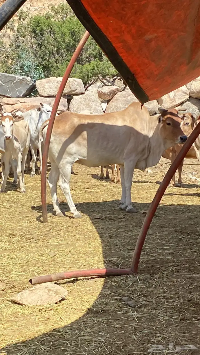 بقر بلدي مقاني للبيع مراح كامل 0