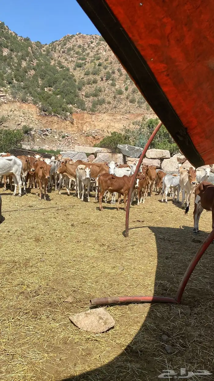 بقر بلدي مقاني للبيع مراح كامل 10