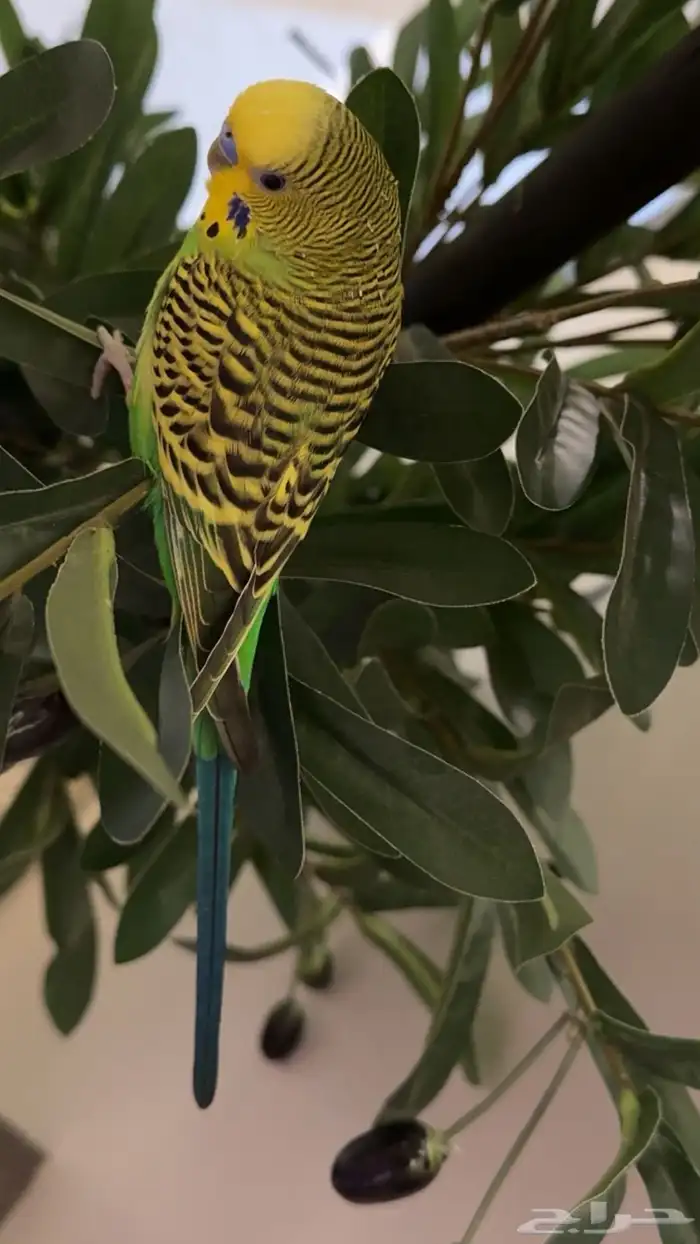 طيور الحب بادجي 3